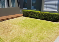 Lawn mowing northern beaches